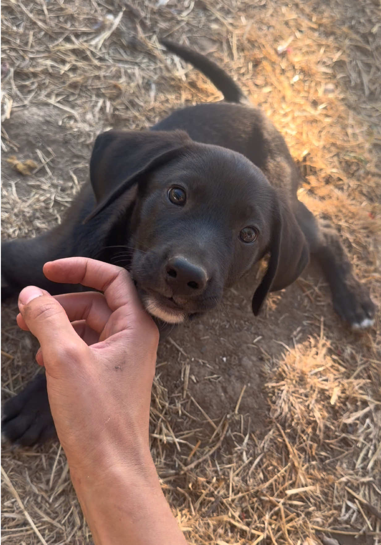 So viele wunderschöne Seelen😍😍😍 @animalrescueportugal #portugal #animalshelter #puppys #adoptdontshop #fyp 