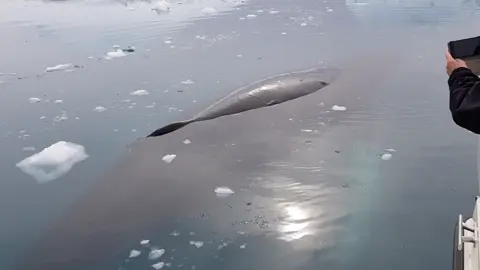 Humpback whale sleeping in Ilulissat, Greenland 😴🇬🇱