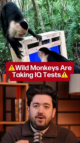 Follow for more amazing science stories. Discover how AI-powered touchscreen tests in Costa Rica’s jungle are unlocking wild monkey cognition, blending innovation with wildlife research to reveal intelligence and survival skills. #aiforesearch #wildlifeinnovation #cognitiontesting #primatology #scienceontiktok 