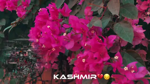 —>Kashmir-💔<—#CapCut #hunter #cutevoice #cutehunter #fdhunter 
