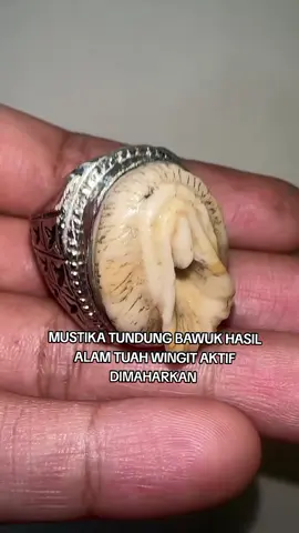 mustika Tundung bawuk hasil alam tuah wingit aktif di maharkan  #mustika #mustikahasilalam #mustikaalam #mustikatundungbawuk #mustikatundung 
