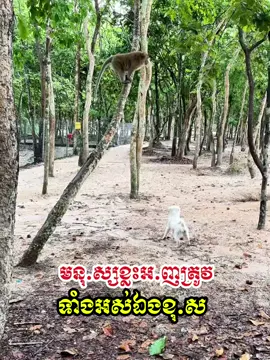 មនុ.ស្សខ្លះអ.ញត្រូវទាំងអស់ឯងខុ.ស Ourn Sarath #OurnSarath # This is an educational video