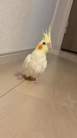 オカメインコ#オカメインコ#オカメインコ好きと繋がりたい #オカメインコのいる暮らし 