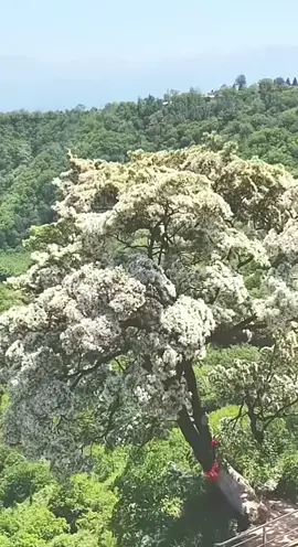 #fyp    fyp #MontañaTristePorLaNeblina #雲の隙間のふわりん #viral #mexicotiktok