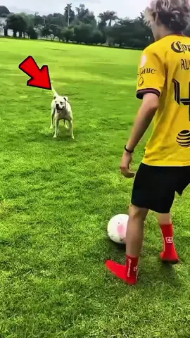 🐶⚽ Il dribble son chien… mais le chien se transforme en Sergio Ramos ! 😂🔥 #SergioRamos #Football #Foot #FootballFunny #Chien 