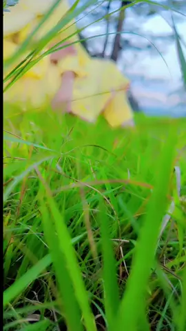 #plzunfreezemyvideo 