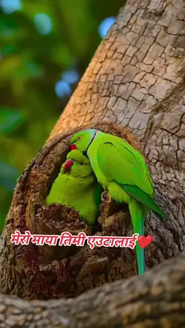 मेरो माया तिमी एउटालाई@❤️❤️❤️❤️❤️#CapCut #nepal #nepalitiktok🇳🇵 #vairal #mika 