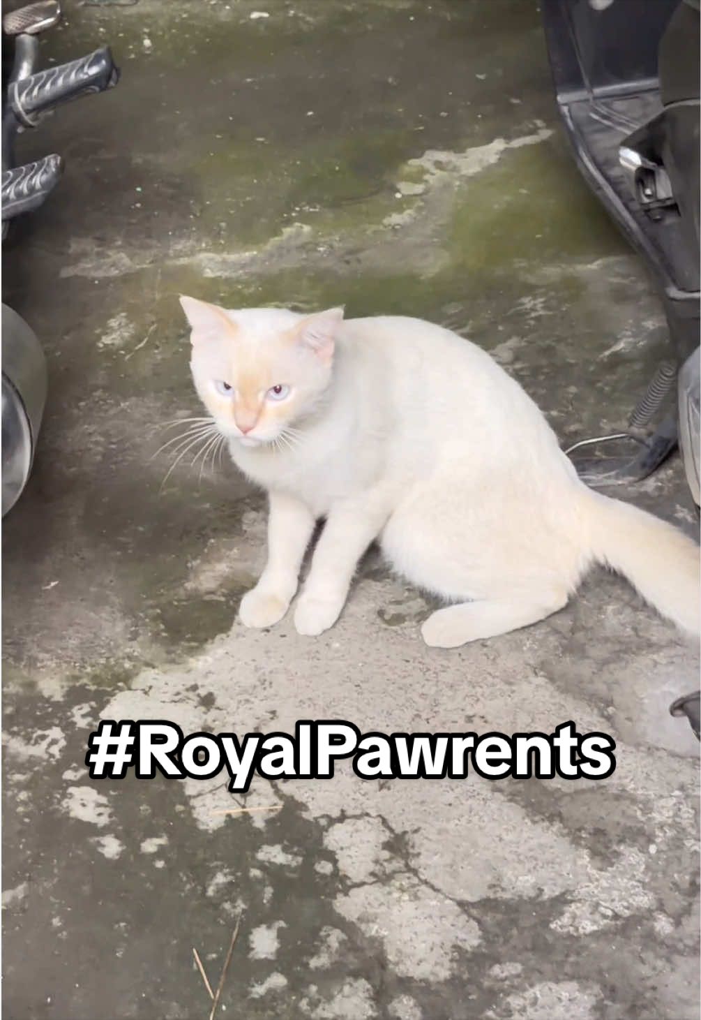 @royalcaninid #RoyalPawrents Sehat dan bahagianya anabul dimulai dari sini, bersama Royal Canin 🐈 