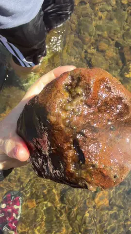 A MASSIVE botryoidal agate of some kind. Super stained. But maybe a jasper/quartz combo? What do you think? #rockhounding #rocktok #agate #jasper