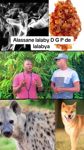 #livehighlights #tiktoklive 