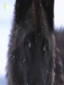 oh you dont even smile #wolftok #blackwolf #relatable #foryoupage #trending