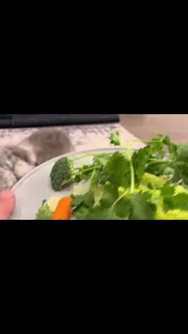 I could watch this all day…. #dippertherabbit #bunny #hollandlopbunny #cute  #bunnieseating 