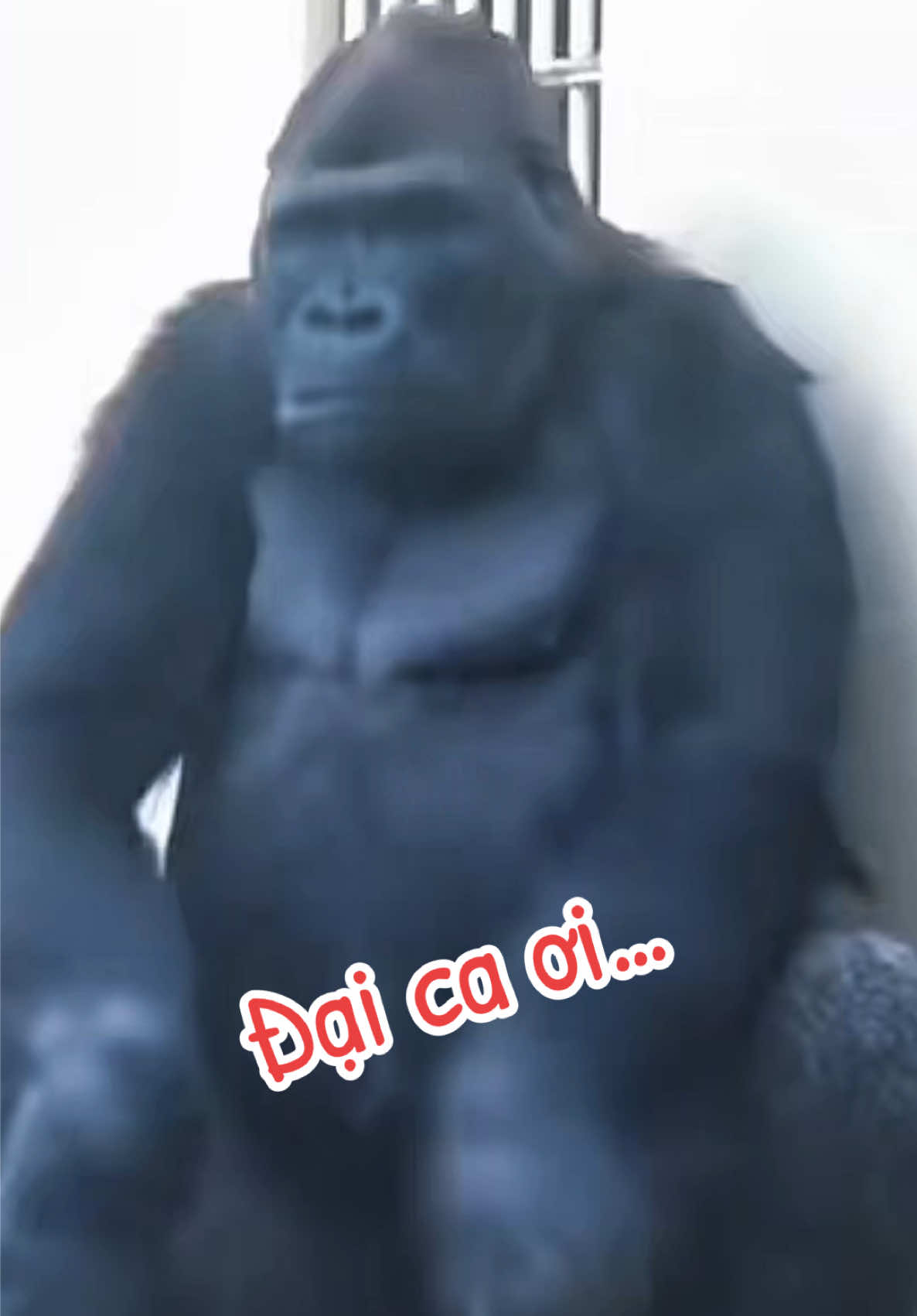Đại ca ơi….