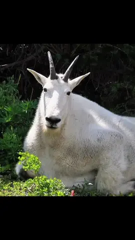 One of the best encounters with one of the goats I call her Everest most gentle lady #wildlifephotography #wildlife #cottonwood #foryoupage #everyone 