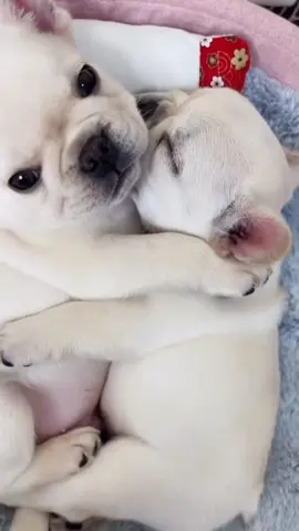 pibbleee