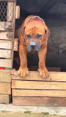CHINEDU ( le Dieu guide)  nouveau dans la maison 🇨🇲🇳🇬#boerboel #boerboelsoftiktok #fye #viral #toutlemonde 