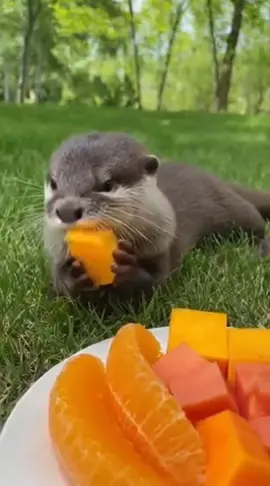 Meet the ultimate fruit lover! 🥭🍊 Watch this adorable otter enjoy a colorful plate of fresh fruits outdoors in the sun. Every bite is pure happiness—you won't be able to handle the cuteness! 🐾✨ #OtterSoftTikTok #CuteAnimals #FruitLover #OtterLife #dailycute 