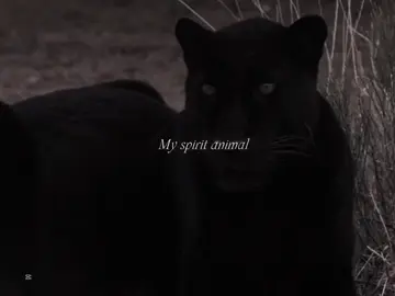 My spirit animals #keşfet #keşfetteyizzz #kesfetteyiz #animal