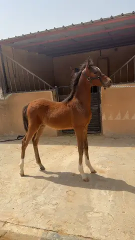 #اكسبلور #خيل_وخياله🐎 #خيل #نجران #شهير  