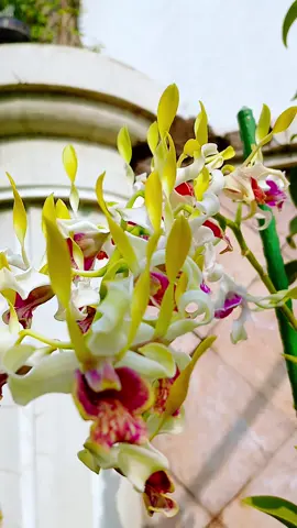 #pecintaanggrekindonesia #anggrekindonesia #dendrobium #anggrek #orchidslovers 
