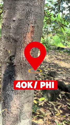 Tẩy rong rêu thân cành chỉ với 40k #binhminhxanh #chamsocsaurieng #tuvankythuatsaurieng #tayrongreu 