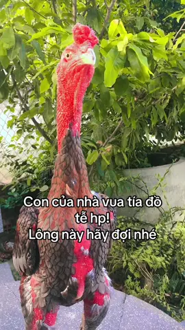 Xám đường biên sắp xong lông #xuhuong #neubat #xuhuongtiktok 