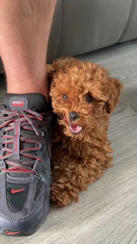 The way she stopped the second I started filming 😂 Look at that innocent little face 🥹🐾 #dogtok #puppysoftiktok #toypoodlepuppy #fyp 