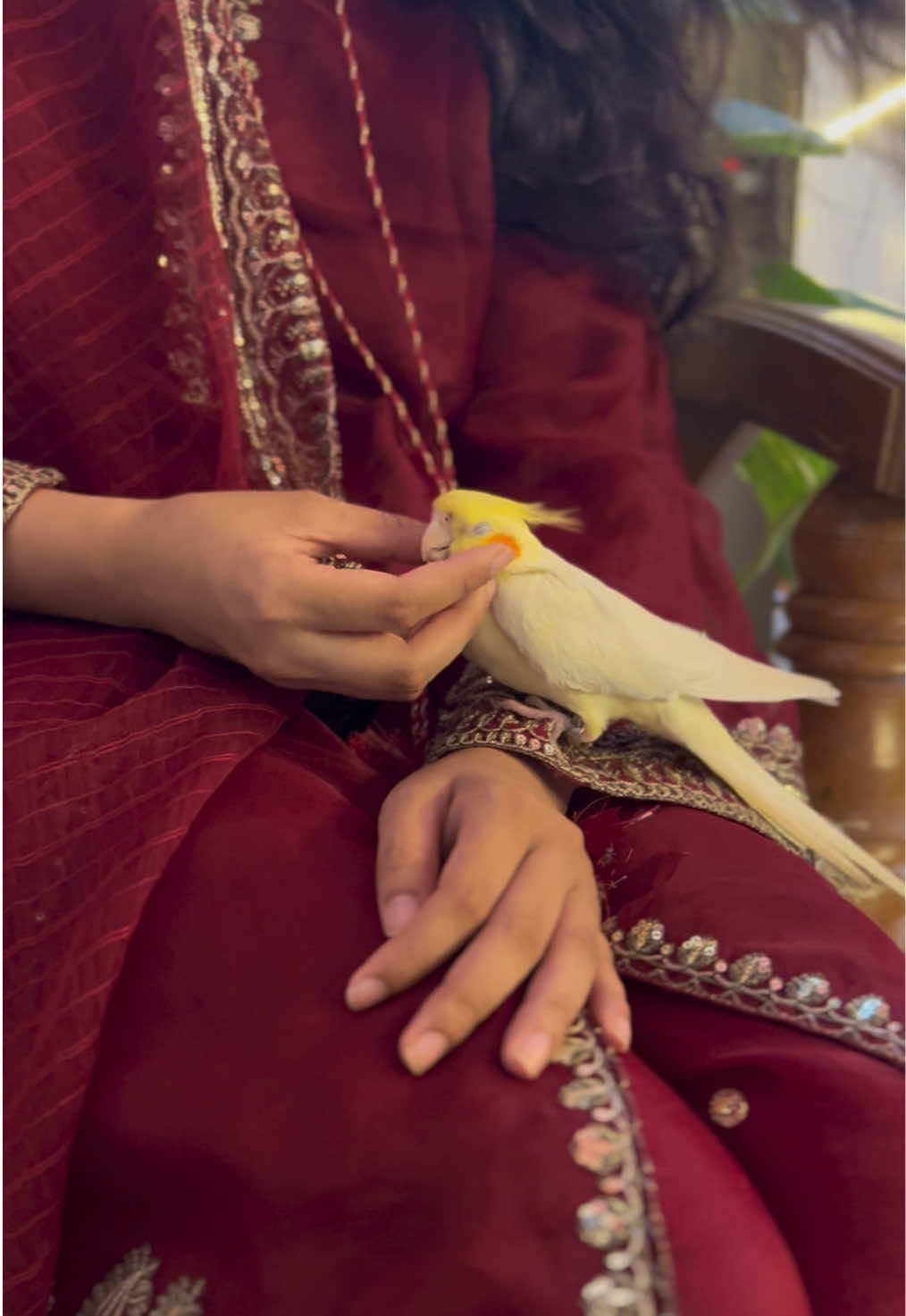 #foryou #foryoupage #mashallah #cockatiels #bird model anlam🫢@♥︎S̶ña̶h̶ă♥︎ 