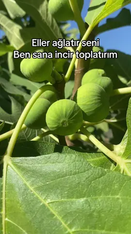 Bir incir toplarsın geçer guzum😂😂😂😂 #dağinciri#keşfet#keşfetteyizzz#keşfetbeniöneçıkar#bahçeden#akımvideoları#keşfetteyizz#ege#incir#keşfetedüş#aydıninciri#keşfetteyizzzzzzz#fy#fyy#keşfettiktok#keşfetbenii#keşfetteyim#keşfettt 