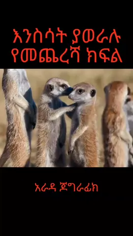 #አራዳጀግራፊክ #aradageographic 