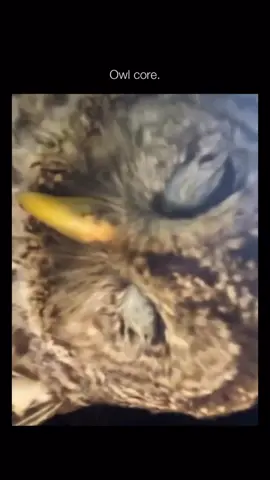 Funny Owl 🦉 #animals #fyp #viral #funny #owls 