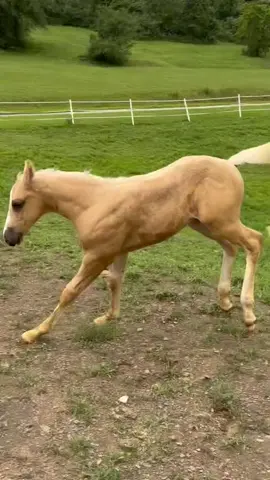 #potrillo #caballos #paratiiiiiiiiiiiiiiiiiiiiiiiiiiiiiii #viral #fyp 