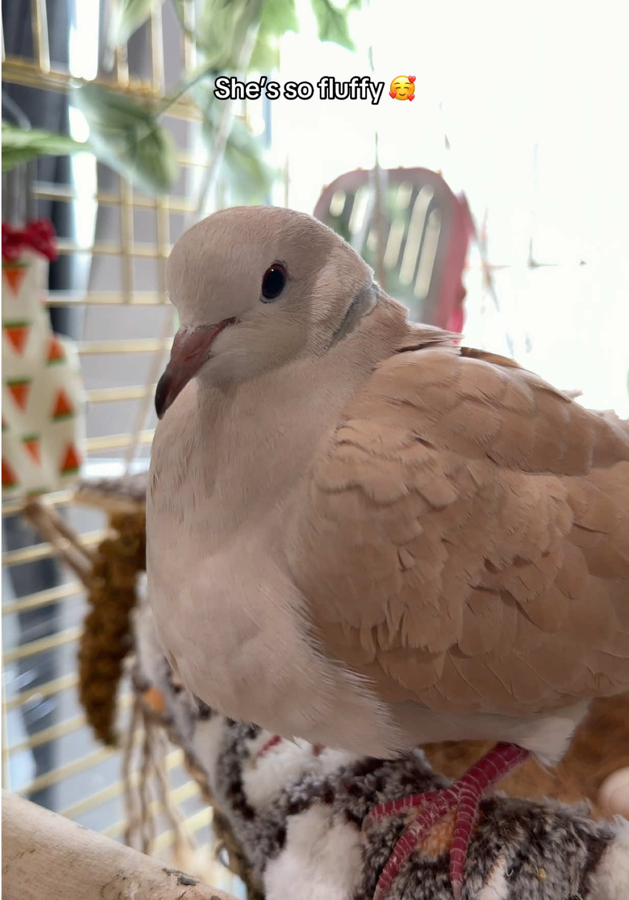 #DoveLover #PetDove #BirdTok #foryouu #fypppppppppppppppppppppppp 