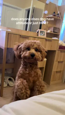 always sniffles with sass #fyp #maltipoo #xyzcba #foryoupage #dogparents 