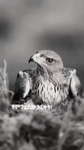#የምንሄደው አርቀት #fyp  #viralvideo  #ethiopian_tik_tok 