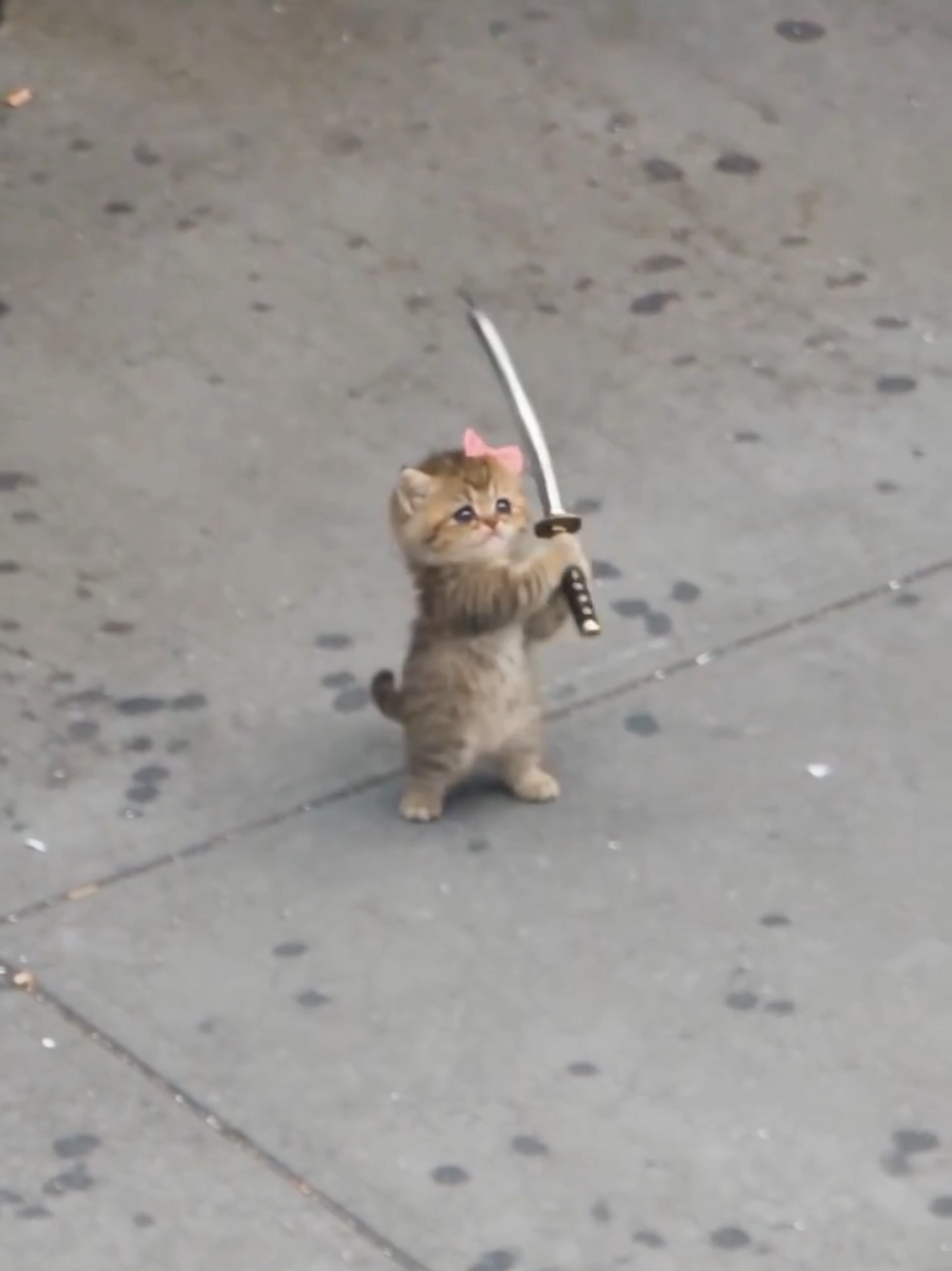 Quem ensinou esse gatinho a lutar com uma espada? 😭⚔️#cat #cutecat #lovelive 