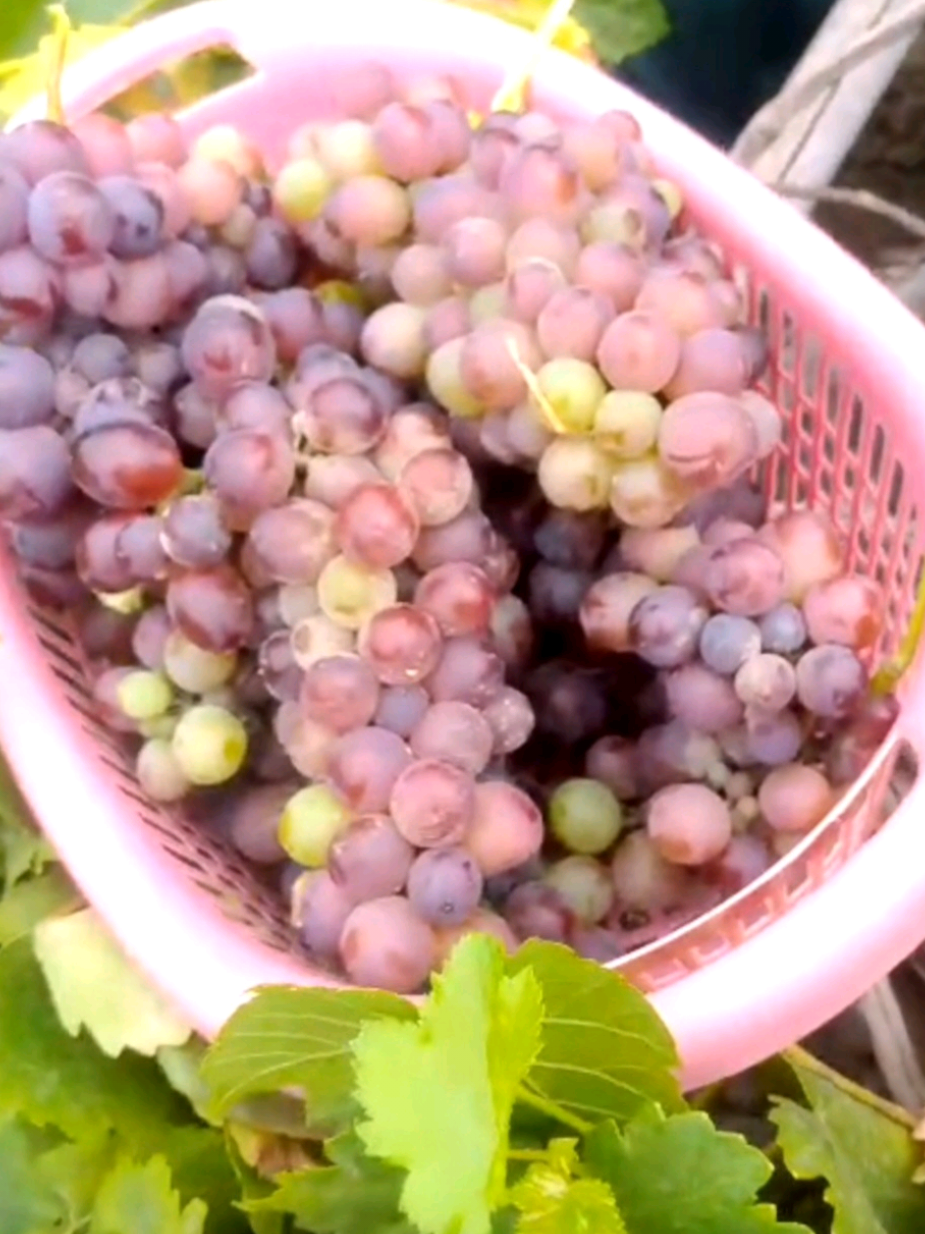 Grape Harvest in my Garden | Garden visit and harvesting Grape 🍇 💜 #Gardening #grape #fruits 