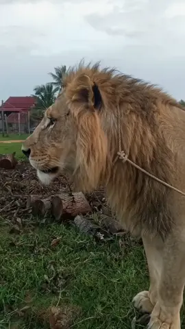 គោកូនកាត់តោបងប្អូន 🦁
