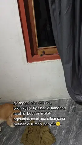 nakal nya minta ampun#catlover #pecintakucingterlantar😽😽 #RezekiBerkah #pecintakucing 