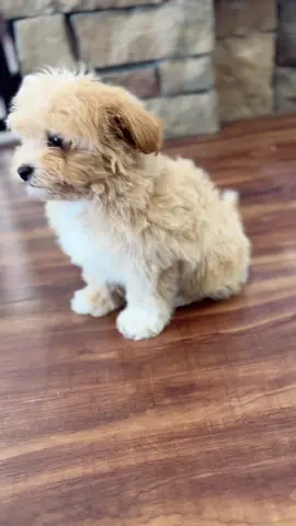 Our cute new Malitpoo Casper #puppytiktok #maltipoo #puppylovers #maltese #poodle 