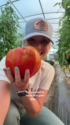 The LARGEST paste tomato!! #harvesting #gardening #canning #farmfresh 