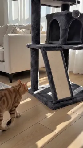Give your pets their own space with the Yaheetech Multilevel Cat Tower. This multilevel cat tree features two condos, a dangling ball, a round platform, and a ladder. Available in heights of 54, 57, 63, 79, or 82 inches. Shop now to find the size that fits your home. #fyp #cattower #catcondo #petfurniture #Moras
