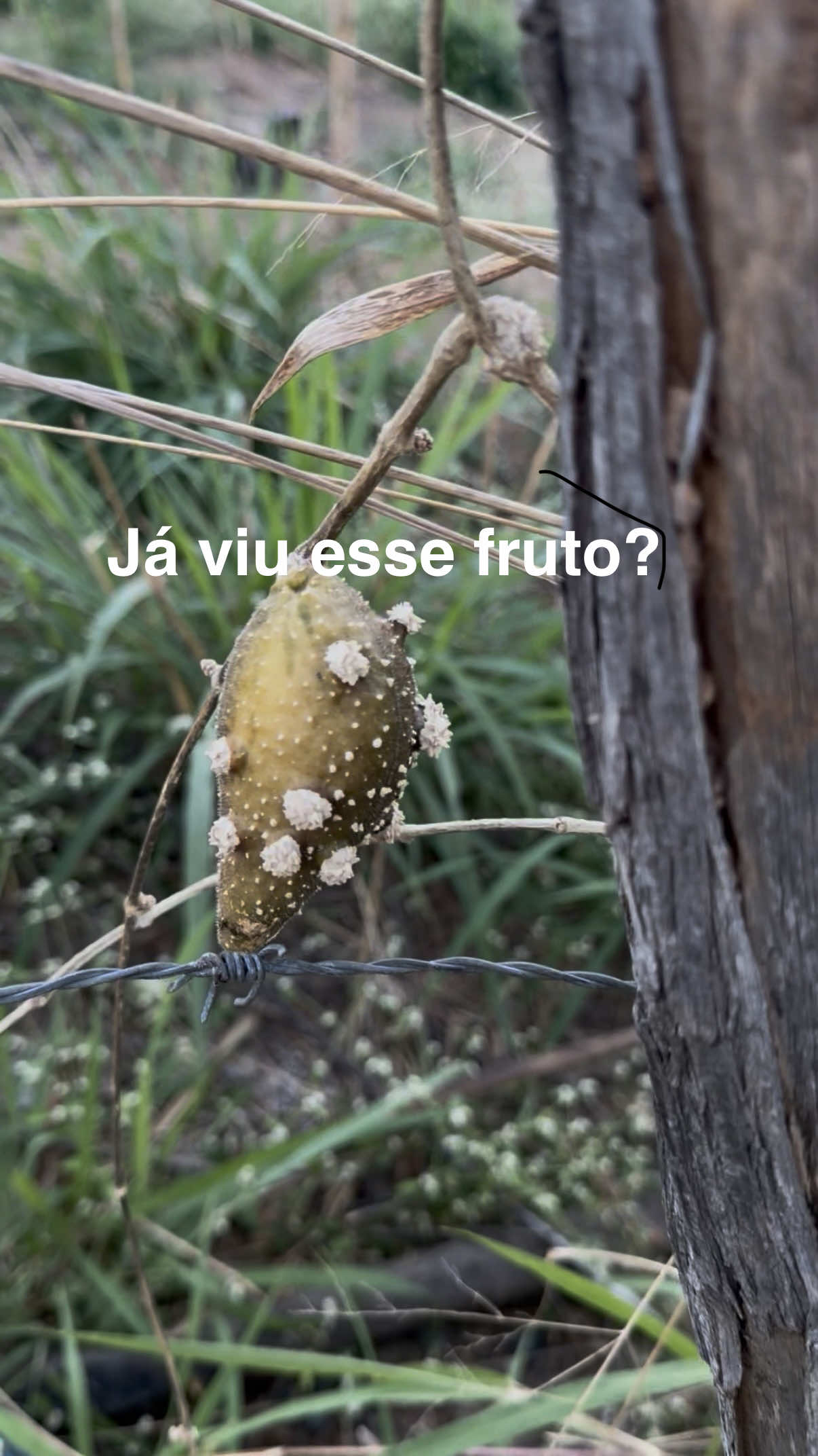 Fruto alien 👽 