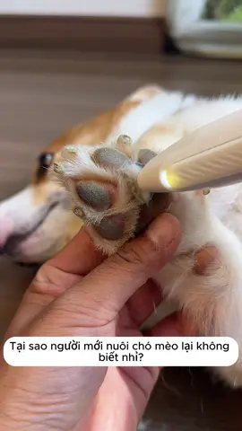 Tông đơ mini tỉa lông chó mèo #tongdomini #tialongchomeo #tialongthucung #pet