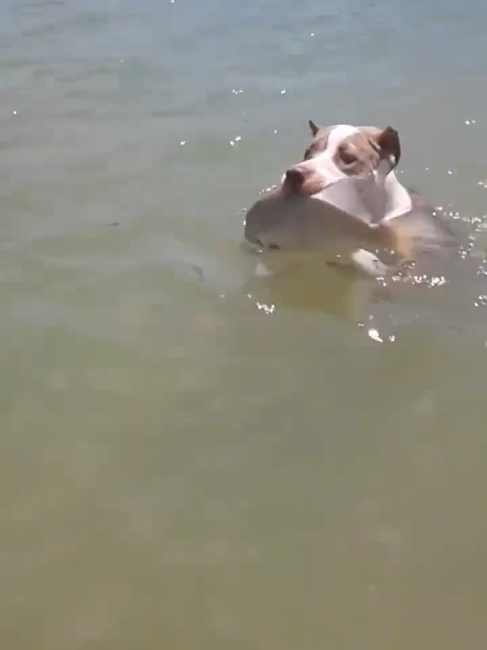 #tiktok 