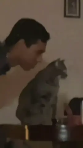 Funny cat 🐈 #funnyanimals #pets #cat #catsoftiktok #fyp 