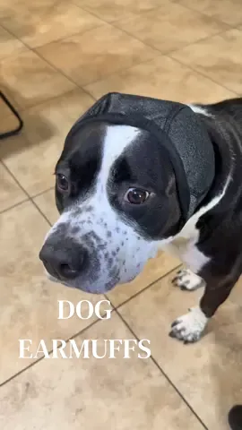 When they’re scared of loud noises and you’d literally do anything to help them feel more comfortable. 🥺 These dog ear muffs help reduce noise while giving their ears that soft, snug coverage. Definitely a dog-parent find worth knowing about.  #thunderstorm #doganxiety #doganxietyrelief #dogearmuffs #dogtok 
