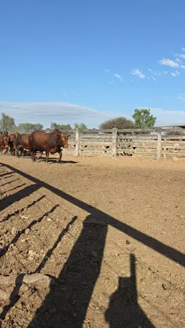 abilatamos nueva partida de toros élite boran x bonsmara cbo 4   toros apto para el chaco todo nada de suplementacion solo pasto y agua  cel 0986 209 427 #EstanciaGeranisa #mariscalestigarribia 