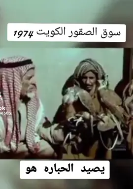 صقر حر جير شاهين نادر #مقناص #طرح #شاهين #جير #وحش مزاد وحش جير صقور 