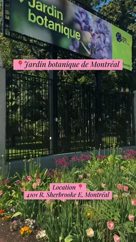 A little nature escape while visiting Montreal 🌿🌸 The Botanical Garden was such a beautiful and peaceful place to walk around and take a break from the busy city. So many beautiful flowers, plants, and little spots to explore. Definitely worth visiting if you’re in Montreal. 💚 #creatorsearchinsights #viral?trending #Canadatravel #MontrealBotanicalGarden #quebec